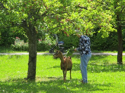 Tiertherapie für Senioren